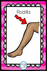 partes cuerpo ingles